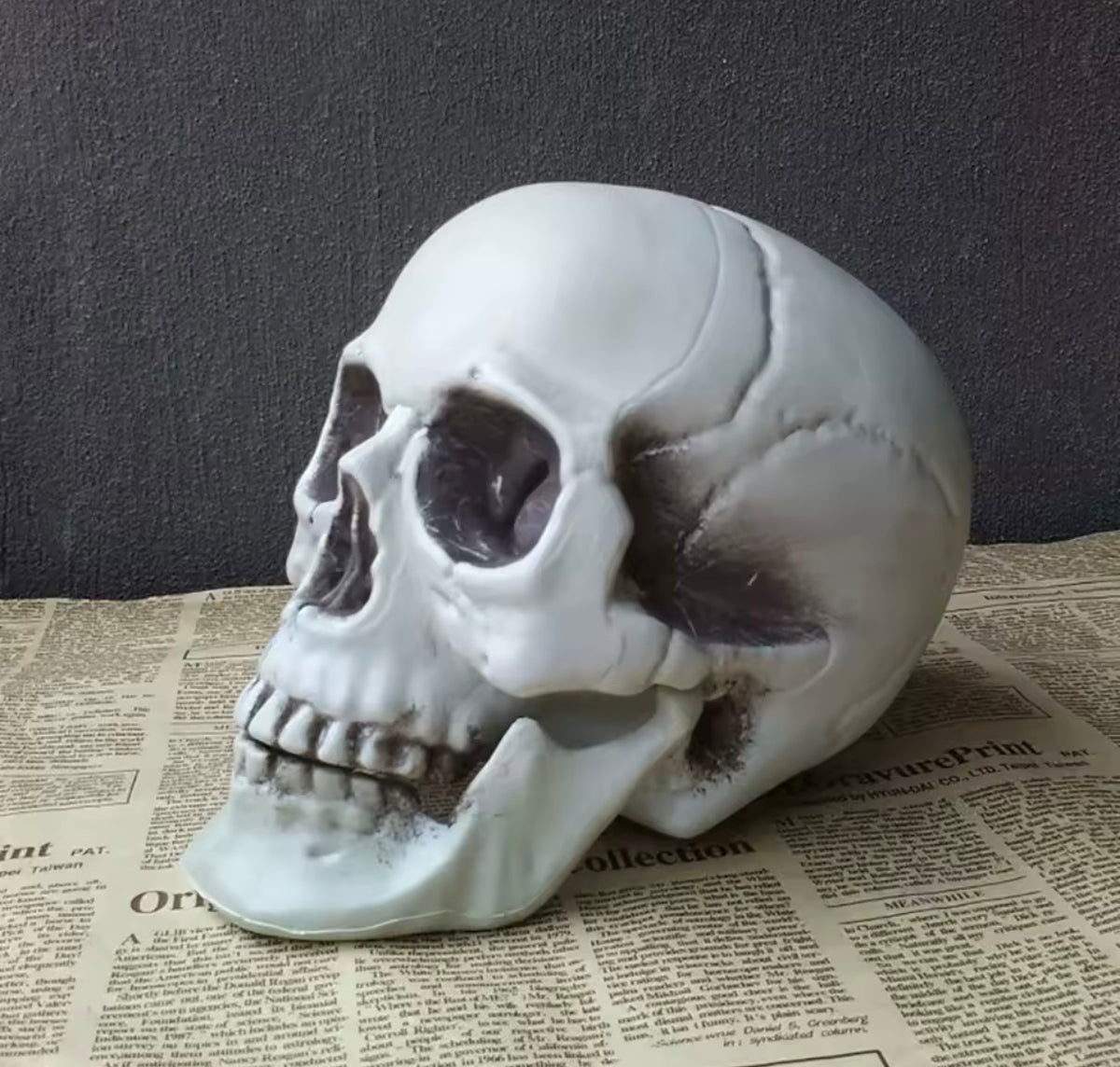 Realistic Skull Decoration – Halloween Skeleton Head Prop for Table, Porch & Yard