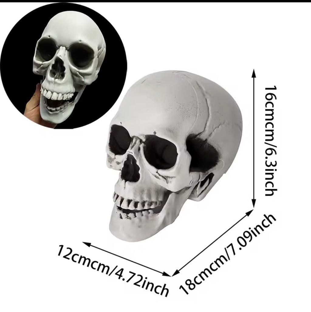 Realistic Skull Decoration – Halloween Skeleton Head Prop for Table, Porch & Yard
