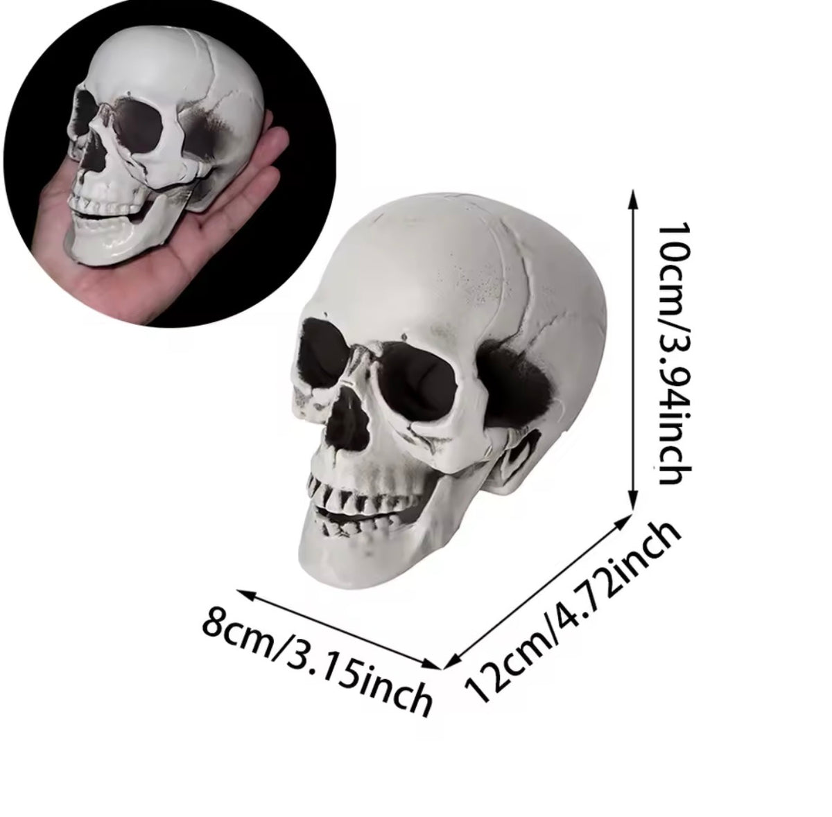 Realistic Skull Decoration – Halloween Skeleton Head Prop for Table, Porch & Yard