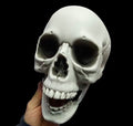 Realistic Skull Decoration – Halloween Skeleton Head Prop for Table, Porch & Yard