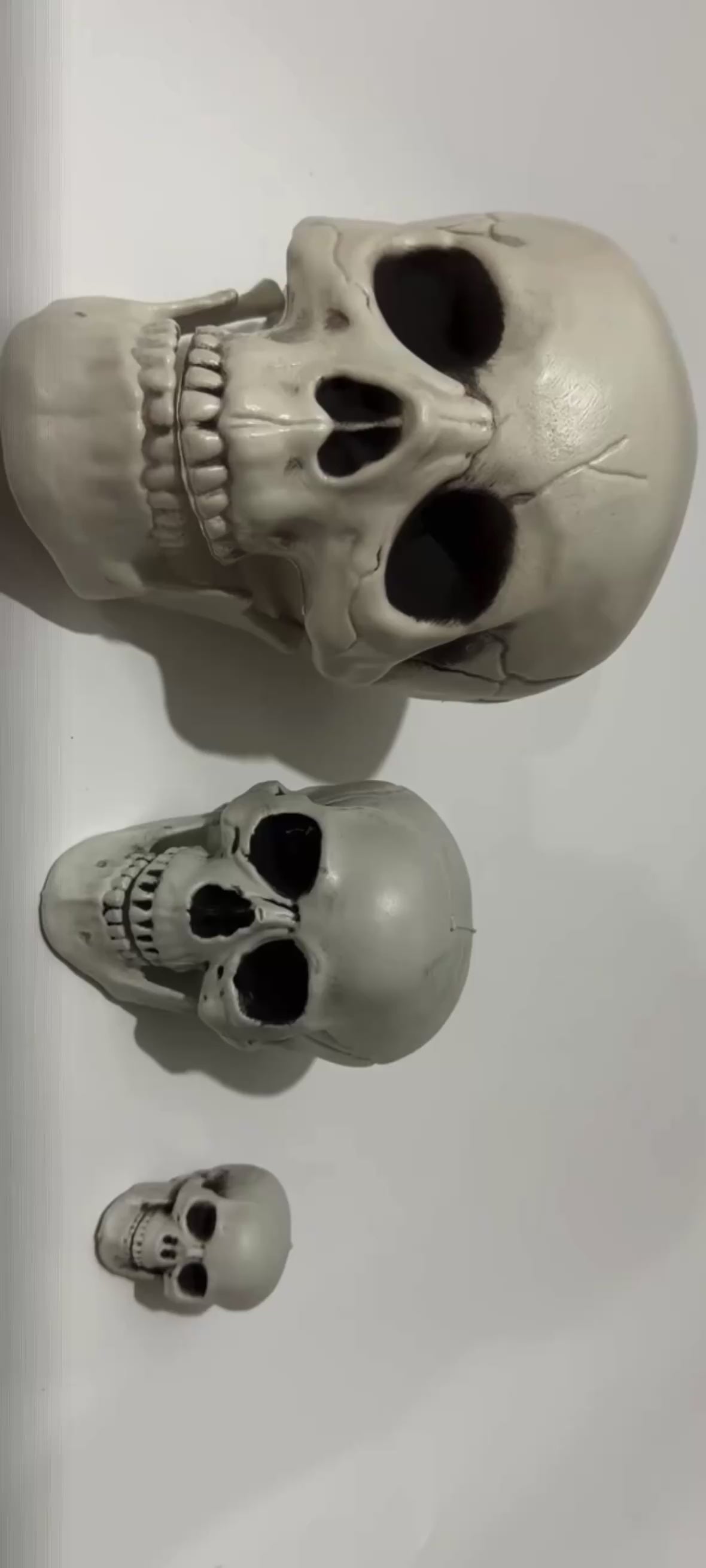 Realistic Skull Decoration – Halloween Skeleton Head Prop for Table, Porch & Yard